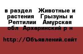  в раздел : Животные и растения » Грызуны и Рептилии . Амурская обл.,Архаринский р-н